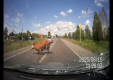 Российский водитель сбивает корову, которая убегала от быка